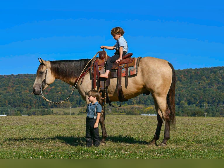 American Paint Horse Wałach 6 lat 152 cm Jelenia in Rebersburg