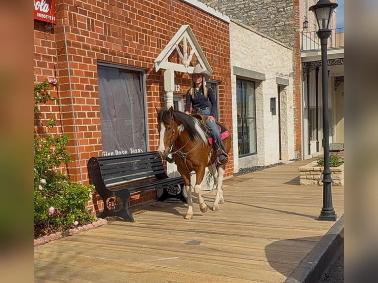 American Paint Horse Wałach 6 lat 152 cm Srokata in Weatherford