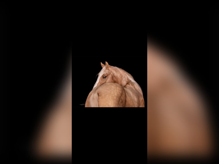 American Paint Horse Wałach 6 lat 155 cm Izabelowata in Saerbeck