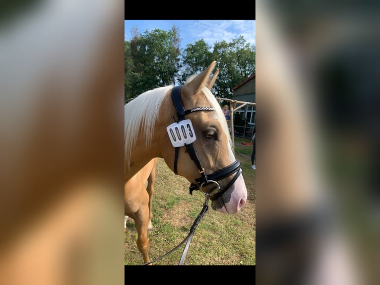 American Paint Horse Wałach 6 lat 155 cm Izabelowata in Saerbeck