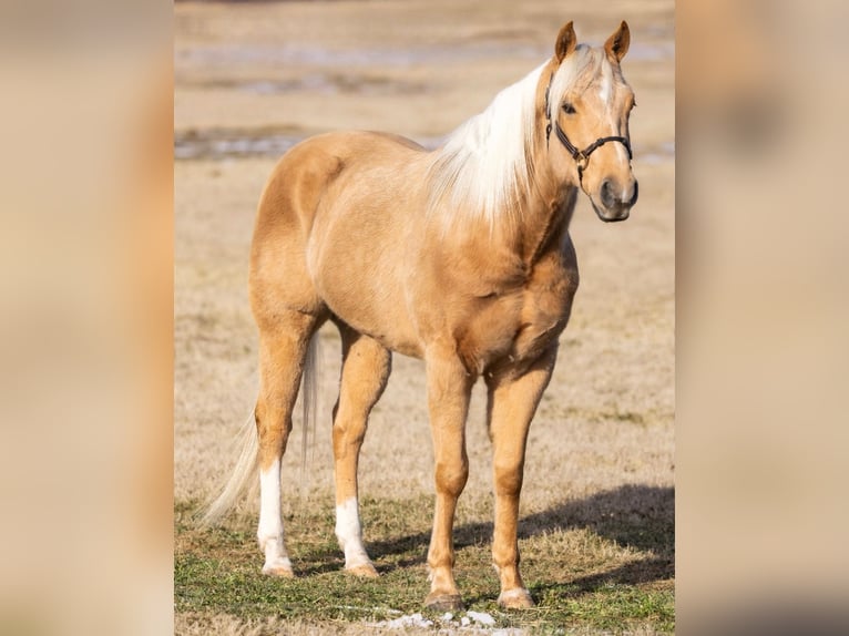 American Paint Horse Wałach 6 lat 155 cm Izabelowata in Weatherford