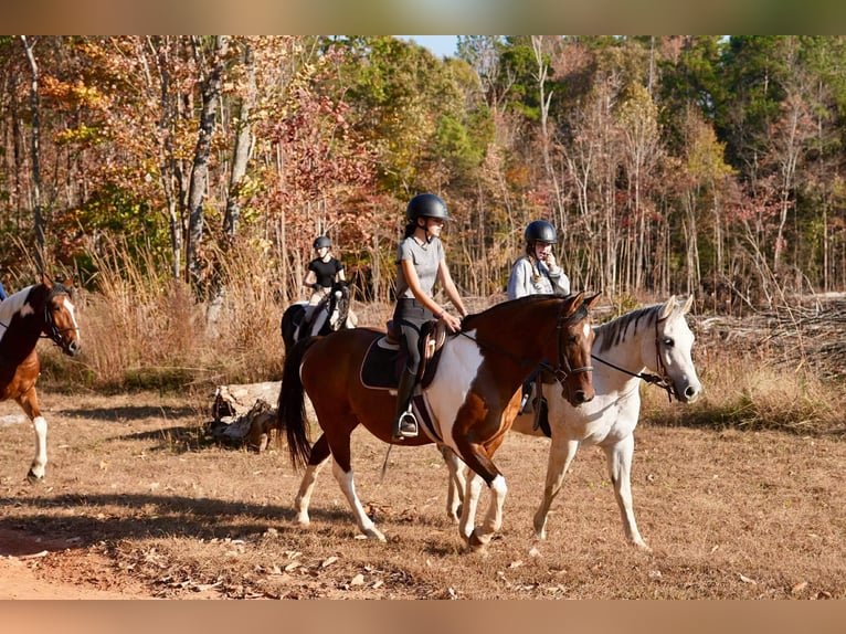 American Paint Horse Mix Wałach 6 lat 155 cm Srokata in Clover