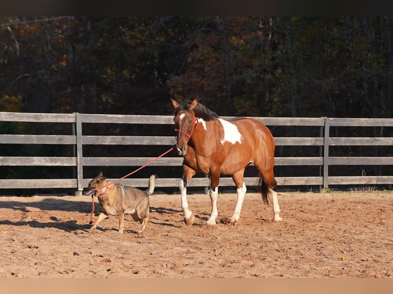 American Paint Horse Mix Wałach 6 lat 155 cm Srokata in Clover