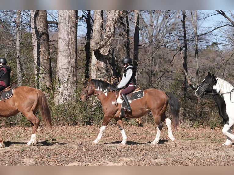 American Paint Horse Mix Wałach 6 lat 155 cm Srokata in Clover
