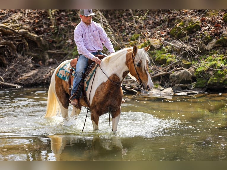 American Paint Horse Wałach 6 lat 155 cm Srokata in Santa Fe