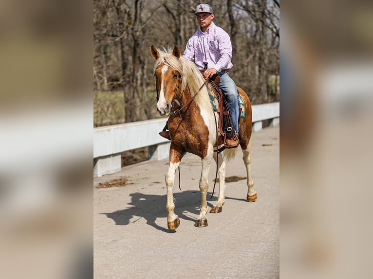 American Paint Horse Wałach 6 lat 155 cm Srokata in Santa Fe