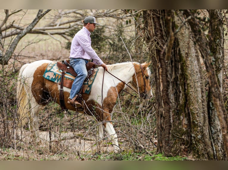 American Paint Horse Wałach 6 lat 155 cm Srokata in Santa Fe