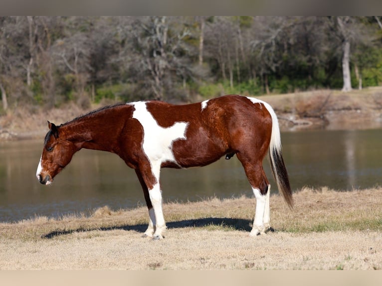 American Paint Horse Wałach 6 lat 157 cm Gniada in Forney