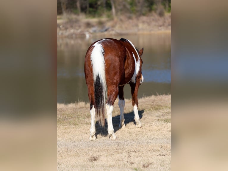 American Paint Horse Wałach 6 lat 157 cm Gniada in Forney