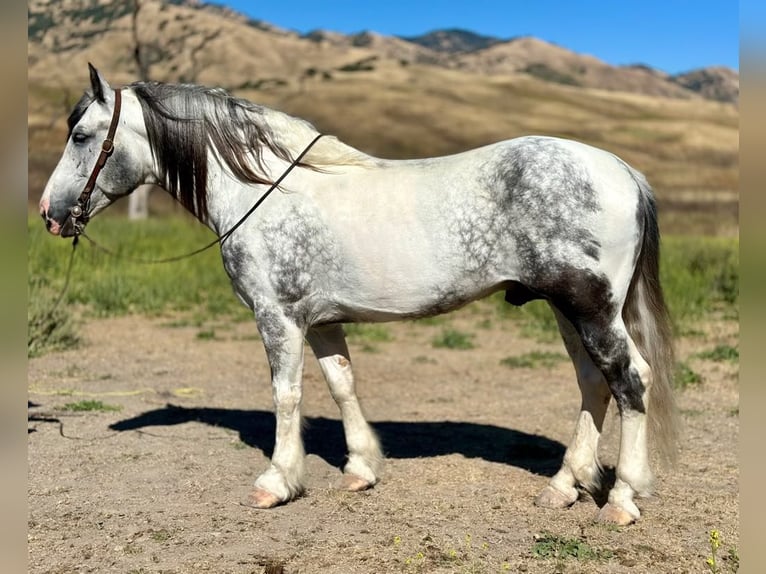 American Paint Horse Wałach 6 lat 157 cm Siwa in Paicines CA