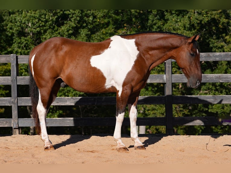American Paint Horse Mix Wałach 6 lat 157 cm Srokata in Clover