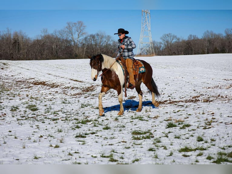 American Paint Horse Wałach 6 lat 157 cm Tobiano wszelkich maści in Santa Fe TN