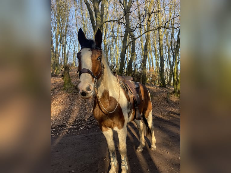 American Paint Horse Mix Wałach 6 lat 165 cm Srokata in Minden