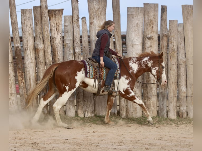 American Paint Horse Wałach 6 lat 168 cm Cisawa in Athens