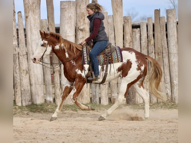 American Paint Horse Wałach 6 lat 168 cm Cisawa in Athens