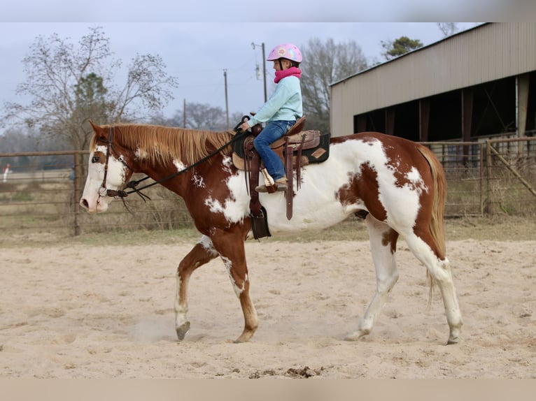 American Paint Horse Wałach 6 lat 168 cm Cisawa in Athens