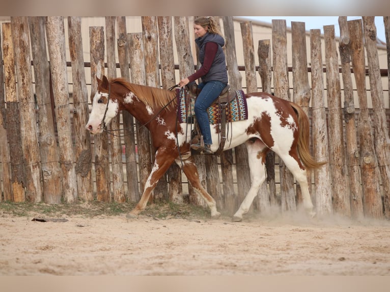 American Paint Horse Wałach 6 lat 168 cm Cisawa in Athens