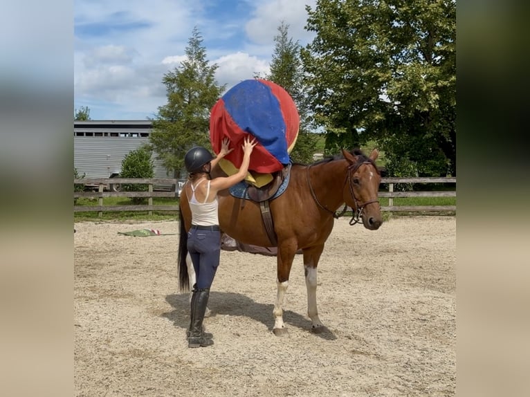 American Paint Horse Mix Wałach 6 lat Srokata in Gap