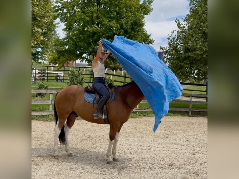 American Paint Horse Mix Wałach 6 lat Srokata in Gap