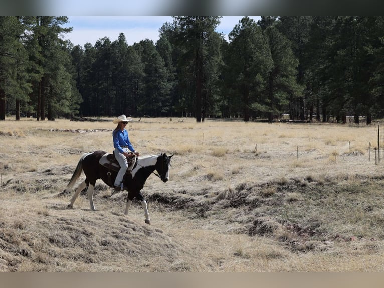 American Paint Horse Wałach 6 lat Tobiano wszelkich maści in Cottonwood AZ