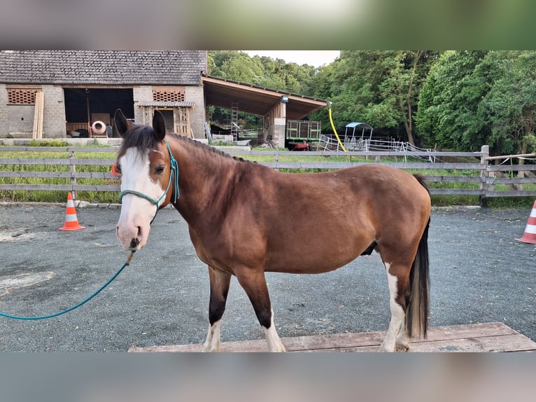 American Paint Horse Mix Wałach 7 lat 142 cm Ciemnogniada in KLOSTERMARIENBERG