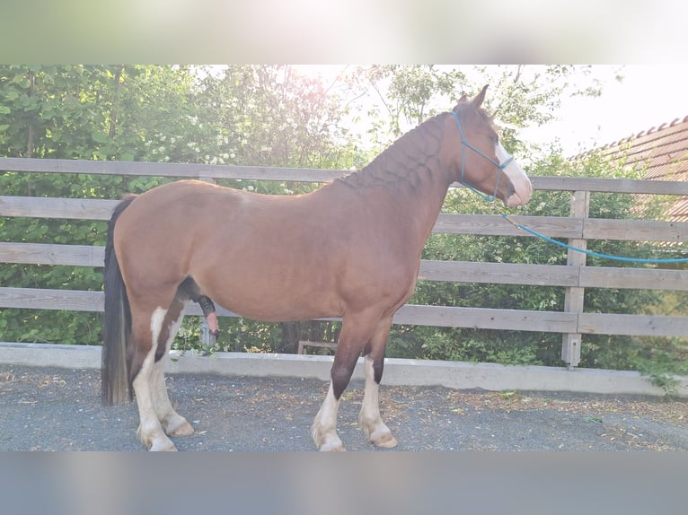American Paint Horse Mix Wałach 7 lat 142 cm Ciemnogniada in KLOSTERMARIENBERG