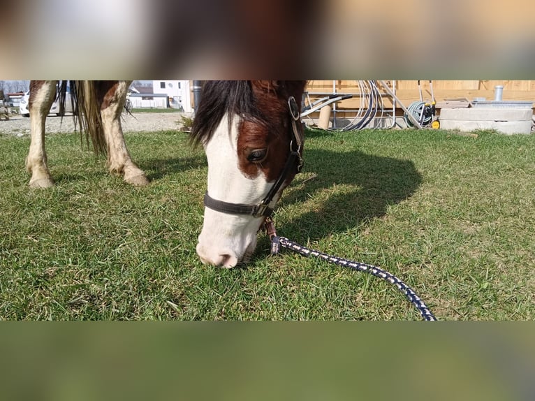 American Paint Horse Mix Wałach 7 lat 142 cm Ciemnogniada in KLOSTERMARIENBERG