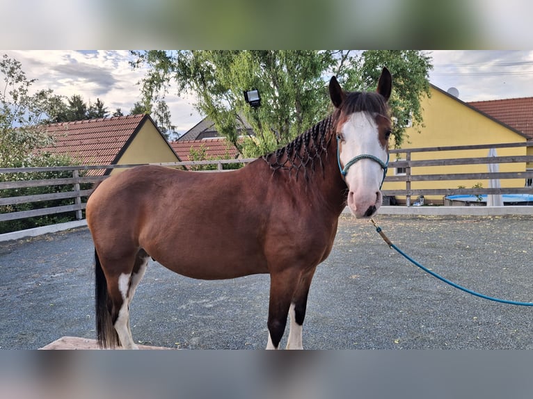 American Paint Horse Mix Wałach 7 lat 142 cm Ciemnogniada in KLOSTERMARIENBERG