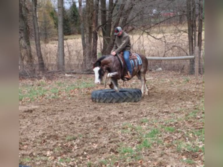 American Paint Horse Wałach 7 lat 142 cm Karodereszowata in Howell