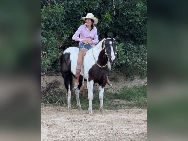 American Paint Horse Wałach 7 lat 147 cm Srokata in Weatherford