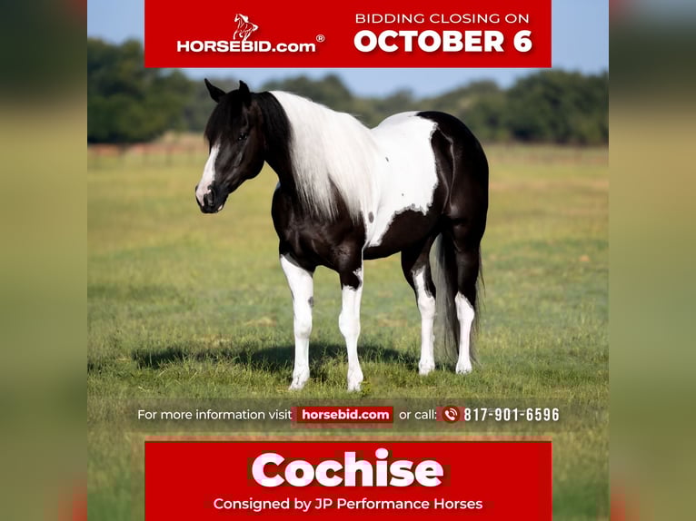 American Paint Horse Wałach 7 lat 147 cm Srokata in Weatherford