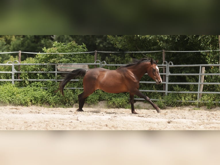 American Paint Horse Wałach 7 lat 150 cm Gniada in Varel JethausenVarel