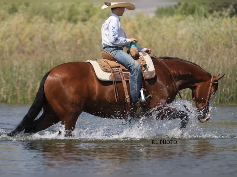 American Paint Horse Wałach 7 lat 150 cm Gniada in Menan, ID