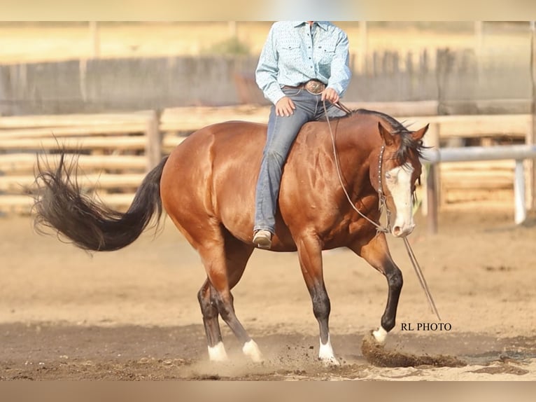 American Paint Horse Wałach 7 lat 150 cm Gniada in Menan, ID
