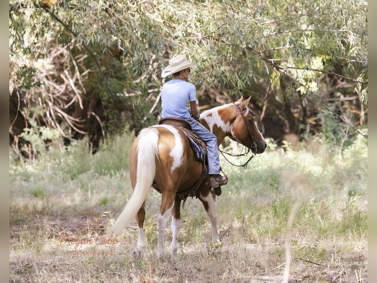 American Paint Horse Wałach 7 lat 150 cm Srokata in Caldwell