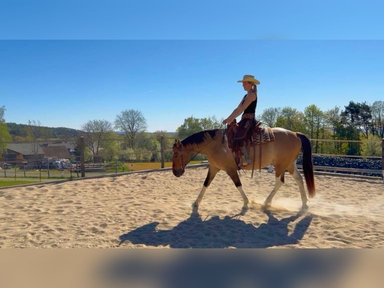 American Paint Horse Wałach 7 lat 150 cm Tobiano wszelkich maści in Waidhofen thaya