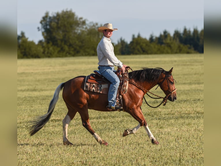 American Paint Horse Wałach 7 lat 150 cm Tobiano wszelkich maści in Monheim