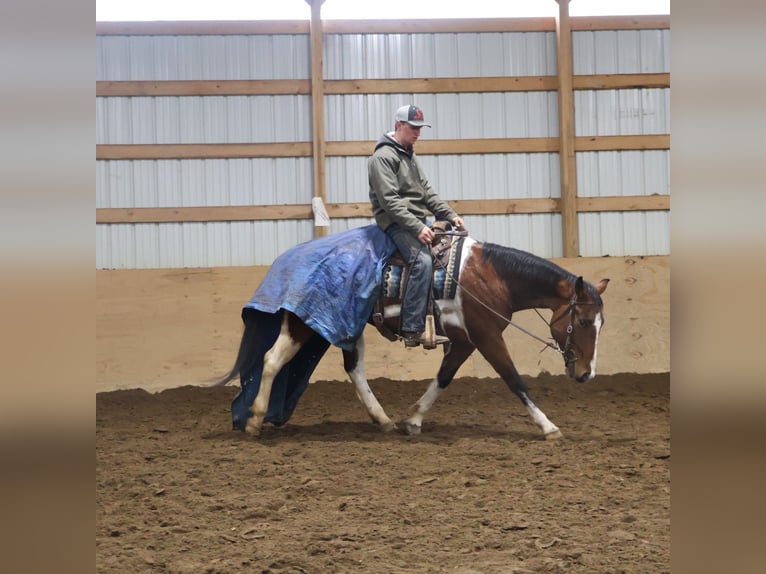 American Paint Horse Wałach 7 lat 152 cm Tobiano wszelkich maści in Howell