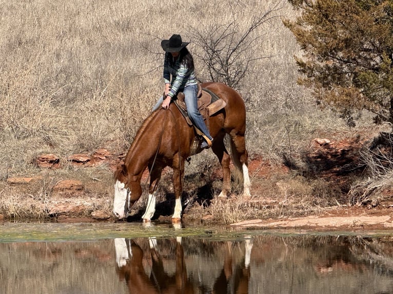 American Paint Horse Wałach 7 lat 155 cm Overo wszelkich maści in Weatherford, TX