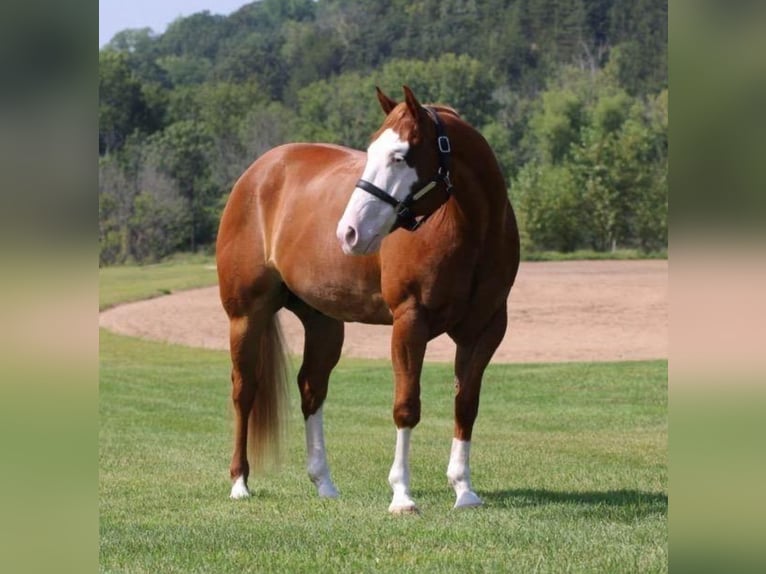 American Paint Horse Wałach 7 lat 155 cm Overo wszelkich maści in Weatherford, TX