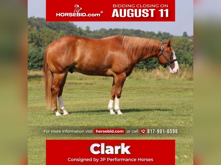 American Paint Horse Wałach 7 lat 155 cm Overo wszelkich maści in Weatherford, TX