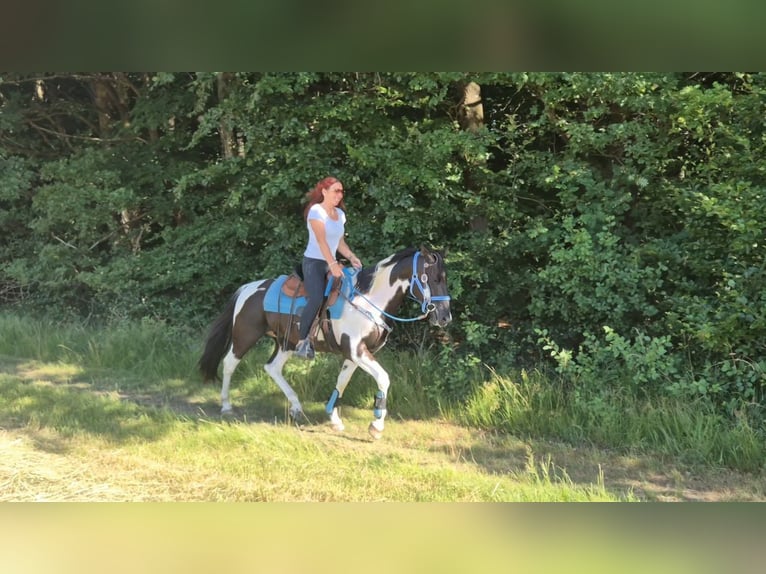 American Paint Horse Mix Wałach 7 lat 155 cm Srokata in Linkenbach