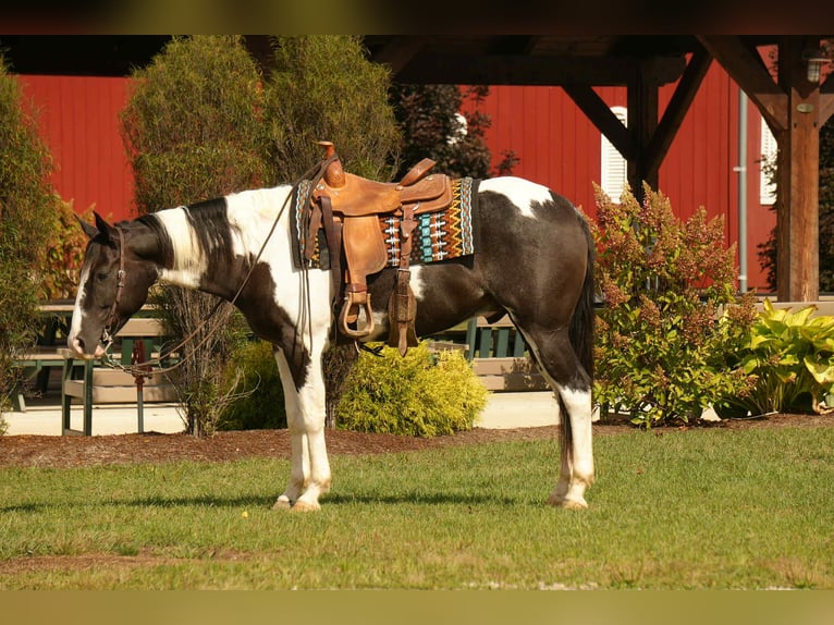 American Paint Horse Wałach 7 lat 155 cm Srokata in Fresno