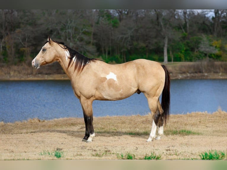 American Paint Horse Wałach 7 lat 157 cm Jelenia in Forney