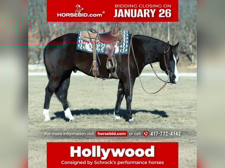 American Paint Horse Wałach 7 lat 157 cm Kara in Purdy