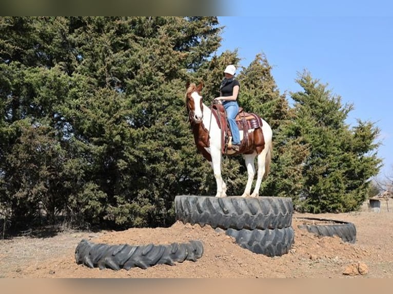 American Paint Horse Wałach 7 lat 157 cm Srokata in Ripley