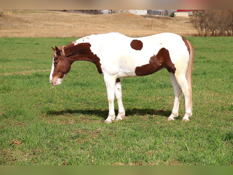 American Paint Horse Wałach 7 lat 157 cm Srokata in Ripley