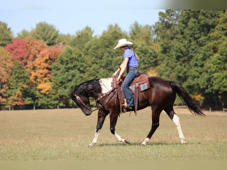 American Paint Horse Wałach 7 lat 157 cm in Clarion, PA
