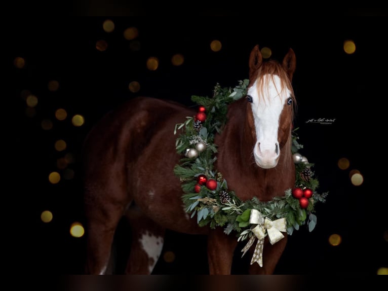 American Paint Horse Wałach 7 lat 160 cm Kasztanowata in Wels