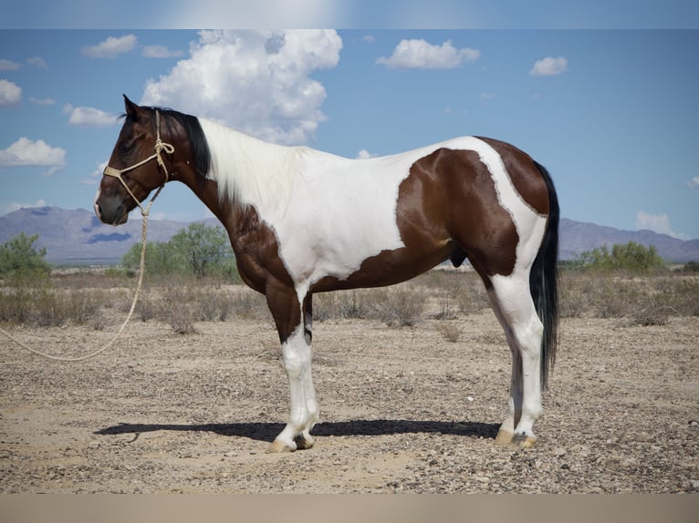 American Paint Horse Wałach 7 lat 160 cm Srokata in Tonopah